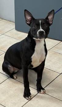 Koda -  Boston Terrier Dog for Adoption in Williamstown, Kentucky - Koda | PetCurious