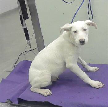 German Shepherd Dog and Mixed Breed Dogs Available for Adoption in Houston, Texas - KITANA | PetCurious