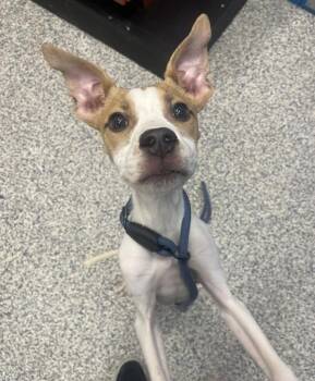 American Staffordshire Terrier and Terrier Dogs Available for Adoption - Papasan | PetCurious