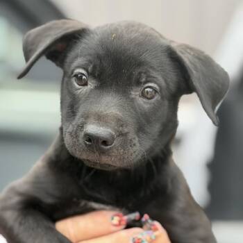 Skylar -  Labrador Retriever Dog for Adoption in Midland, Texas - Skylar | PetCurious