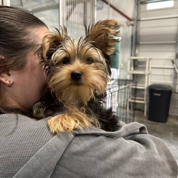 Theodore "Teddy" Silvers -  Yorkshire Terrier Dog for Adoption in Morganton, North Carolina - Theodore "Teddy" Silvers | PetCurious