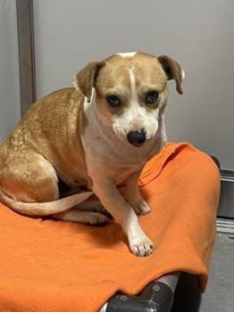 Clarinet -  Chihuahua and Mixed Breed Dog for Adoption in Fort Worth, Texas - Clarinet | PetCurious