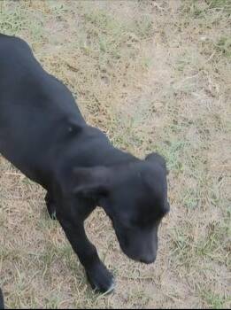 Rescue Labrador Retriever Dogs for Adoption in Plano, Texas - Benny | PetCurious