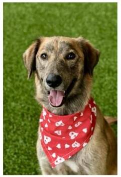 Fern -  Spaniel Dog Available for Adoption in San Leon, Texas - Fern | PetCurious