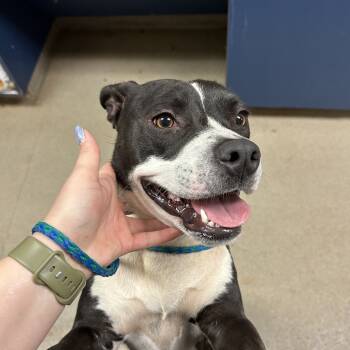 Rescue American Staffordshire Terrier Dogs for Adoption in Lynchburg, Virginia - Sadie | PetCurious