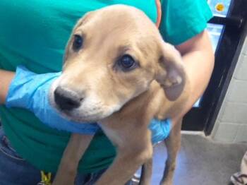 FYE -  Labrador Retriever and Mixed Breed Dog for Adoption in Tulsa, Oklahoma - FYE | PetCurious