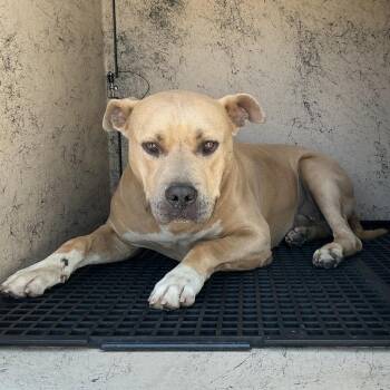 IVHS-A-142030 -  American Staffordshire Terrier Dog for Adoption in San Gabriel, California - IVHS-A-142030 | PetCurious
