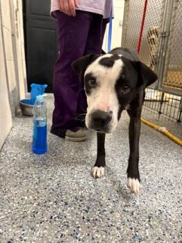 strorm -  Pit Bull Terrier Dog for Adoption in Burgaw, North Carolina - Strorm | PetCurious