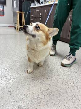 Kingsley -  Cardigan Welsh Corgi Dog for Adoption in Marietta, Georgia - Kingsley | PetCurious