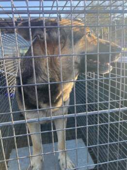 German Shepherd Dog Dogs Available for Adoption - MISSY | PetCurious