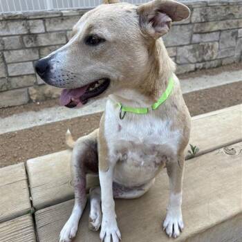 Stella -  Mixed Breed Dog Available for Adoption in Bentonville, Arkansas - Stella | PetCurious