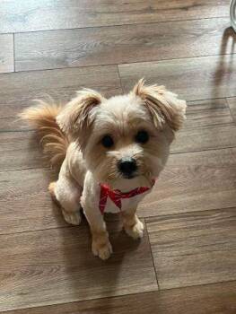 Teddy -  Maltese and Yorkshire Terrier Dog for Adoption in Crown Point, Indiana - Teddy | PetCurious