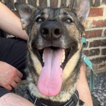 Nika -  German Shepherd Dog Dog for Adoption in Raleigh, North Carolina - Nika | PetCurious