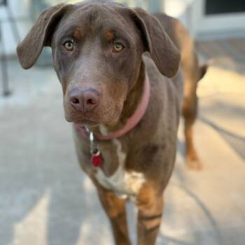 Rescue Weimaraner and Doberman Pinscher Dogs for Adoption in Festus, Missouri - Duke | PetCurious