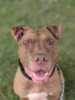 Rescue Pit Bull Terrier and Mixed Breed Dogs for Adoption in Valley View, Ohio - Mouse | PetCurious