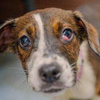 Cattle Dog Dogs Available for Adoption - Kelly Rowland | PetCurious