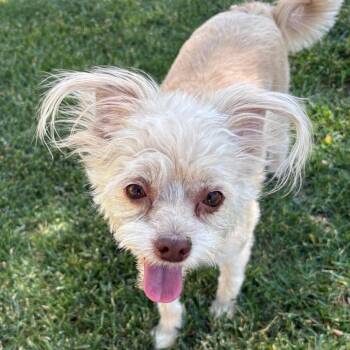 Sophie -  Terrier Dog for Adoption in Las Vegas, Nevada - Sophie | PetCurious