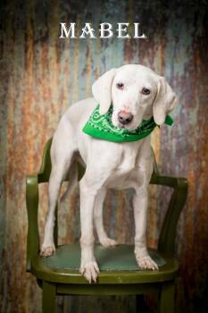 Hound Dogs Available for Adoption in North Myrtle Beach, South Carolina - Mabel | PetCurious