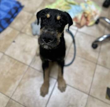Otter (mcas) -  Terrier Dog for Adoption in Troutdale, Oregon - Otter (mcas) | PetCurious