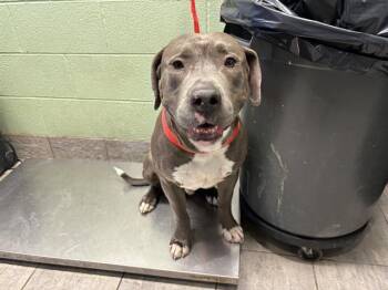 Rescue American Staffordshire Terrier and Mixed Breed Dogs for Adoption in Grand Prairie, Texas - BENNY | PetCurious