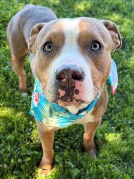 Pit Bull Terrier and Mixed Breed Dogs Available for Adoption in Tulsa, Oklahoma - RIO | PetCurious