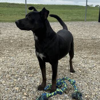 Velvet -  Patterdale Terrier Fell Terrier and American Staffordshire Terrier Dog for Adoption in Wilmington, Ohio - Velvet | PetCurious