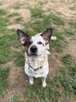 Cattle Dog Dogs Available for Adoption in South Charleston, Ohio - Bandit | PetCurious