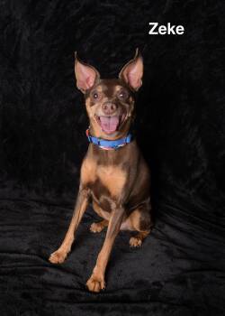 Miniature Pinscher Dogs Available for Adoption in Los Angeles, California - Zeke | PetCurious