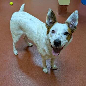 Australian Cattle Dog Blue Heeler and Border Collie Dogs Available for Adoption in Accident, Maryland - Lodi Dodi | PetCurious