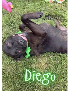Diego -  American Staffordshire Terrier Dog for Adoption in Caro, Michigan - Diego | PetCurious