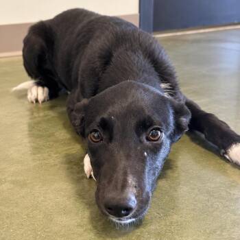 Shenanigan -  Border Collie Dog for Adoption in Cheyenne, Wyoming - Shenanigan | PetCurious
