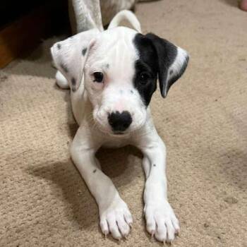 Labrador Retriever Dogs Available for Adoption in Houston, Texas - Roy | PetCurious