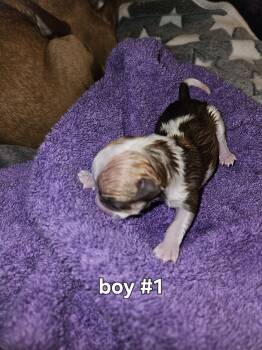 Male 1 -  Chiweenie Dog for Sale in Camden, Tennessee - Male 1 | PetCurious