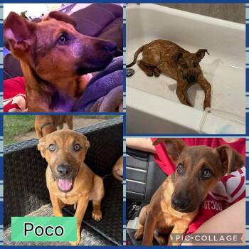 German Shepherd Dog Dogs Available for Adoption - Poco | PetCurious