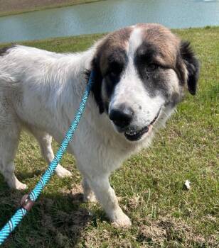 Great Pyrenees Dogs Available for Adoption in Pearland, Texas - Pierre | PetCurious