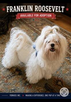 Franklin Roosevelt -  Maltese Dog for Adoption in Taunton, Massachusetts - Franklin Roosevelt | PetCurious