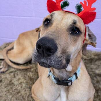 Great Dane and Mixed Breed Dogs Available for Adoption - Hamantha | PetCurious