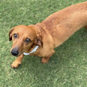 Gunner -  Dachshund Dog for Adoption in Krum, Texas - Gunner | PetCurious