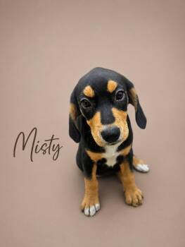 Misty -  Beagle Dog for Adoption in Myrtle Beach, South Carolina - Misty | PetCurious