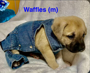 Rescue American Staffordshire Terrier Dogs for Adoption in San Diego, California - Sundae's Sprinkles- Waffles | PetCurious