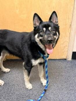 German Shepherd Dog and Mixed Breed Dogs Available for Adoption - Zorro | PetCurious