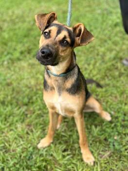 Rescue Jack Russell Terrier and Rat Terrier Dogs for Adoption in Zebulon, Georgia - Arlo | PetCurious