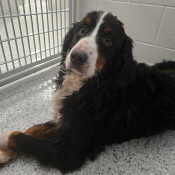 Oriana -  Bernese Mountain Dog Dog for Adoption in Fort Wayne, Indiana - Oriana | PetCurious