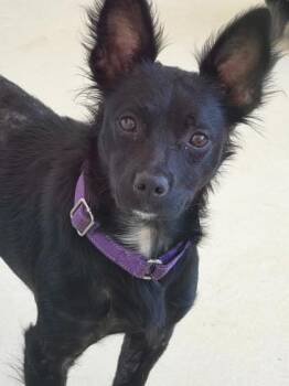 Lupini -  Chihuahua and Mixed Breed Dog for Adoption in Sevierville, Tennessee - Lupini | PetCurious