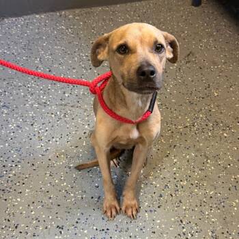 TUSC-Stray-85184 -  Mountain Cur Dog for Adoption in Tuscaloosa, Alabama - TUSC-Stray-85184 | PetCurious