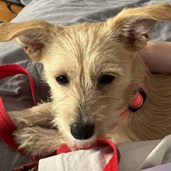 Winnie -  Terrier Dog for Adoption in Collingswood, New Jersey - Winnie | PetCurious