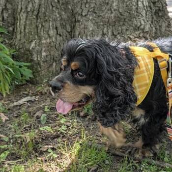 Milo -  Cocker Spaniel and Mixed Breed Dog for Adoption in Madison, Wisconsin - Milo | PetCurious