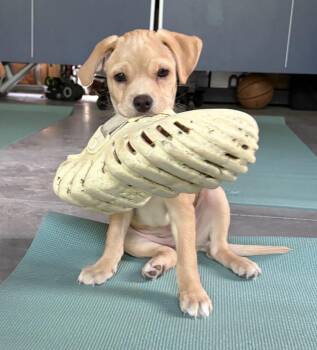 Martha -  Labrador Retriever Dog for Adoption in Carmel Hamlet, New York - Martha | PetCurious