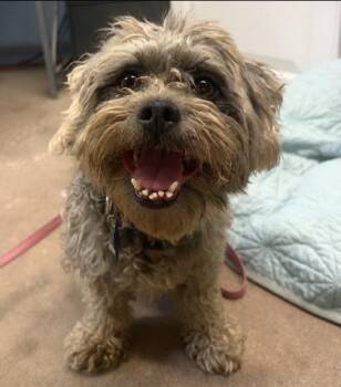 Gorgeous -  Mixed Breed Dog for Adoption in Bloomsburg, Pennsylvania - Gorgeous | PetCurious