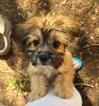 Groot -  Lhasa Apso and Havanese Dog for Adoption in Grafton, Wisconsin - Groot | PetCurious